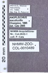 Etikette zu Anoplischius maculicollis (NHMW-ZOO-COL-0010489)